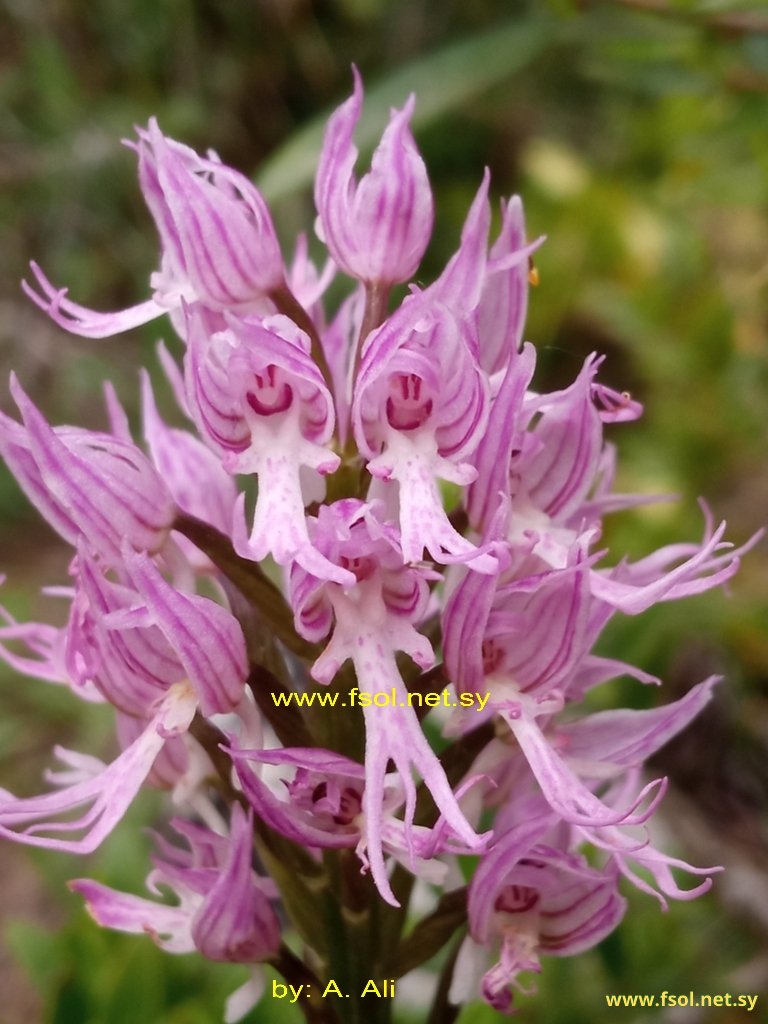 Orchis italica Poiret.